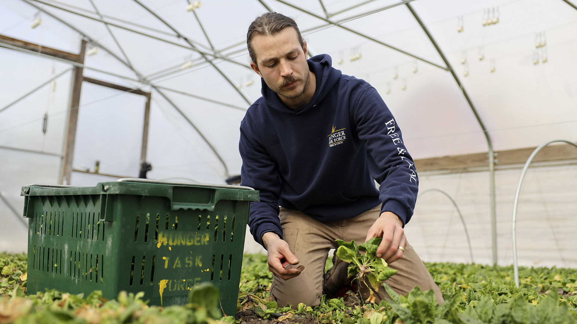 Jordan Leitner kneels inside a hoop house and pulls spinach from the ground with a plastic crate located next to him.