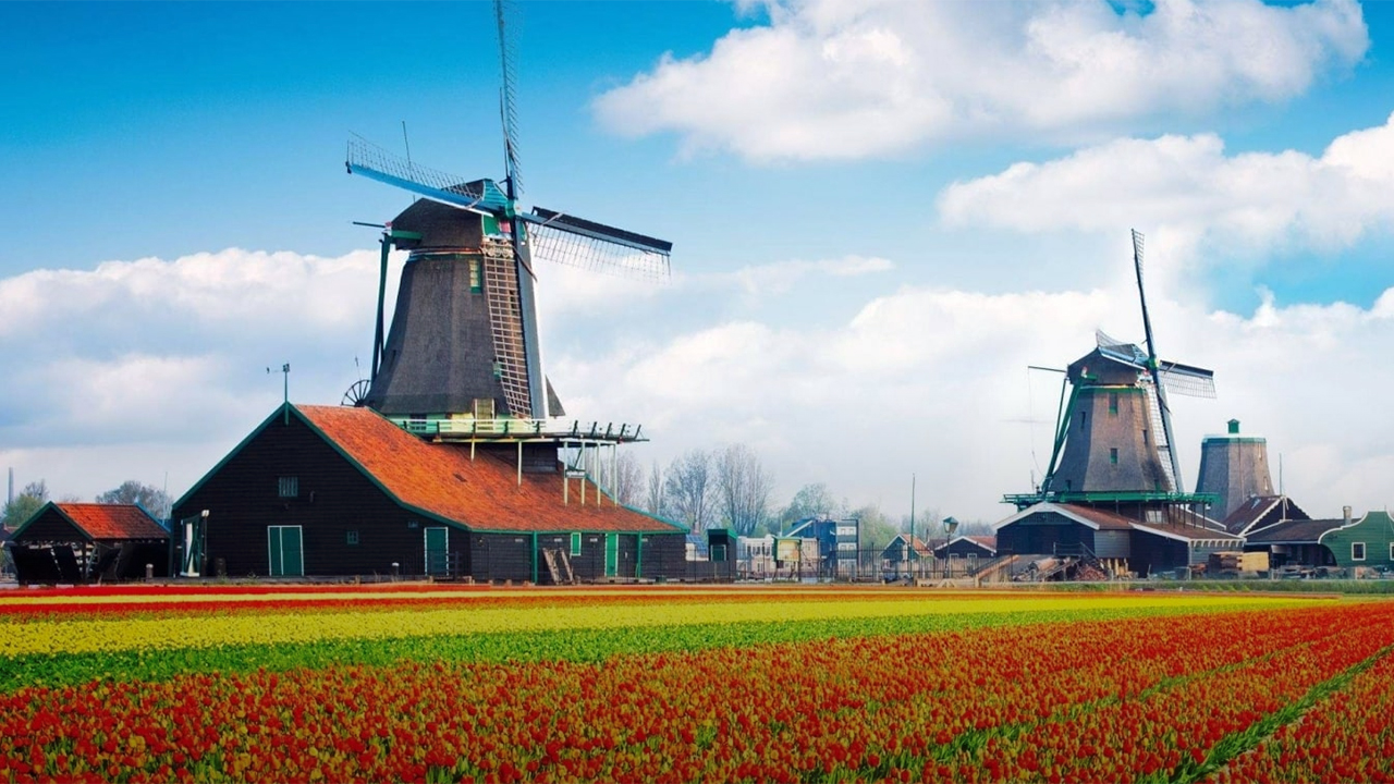 Windmills and tulips under a blue sky