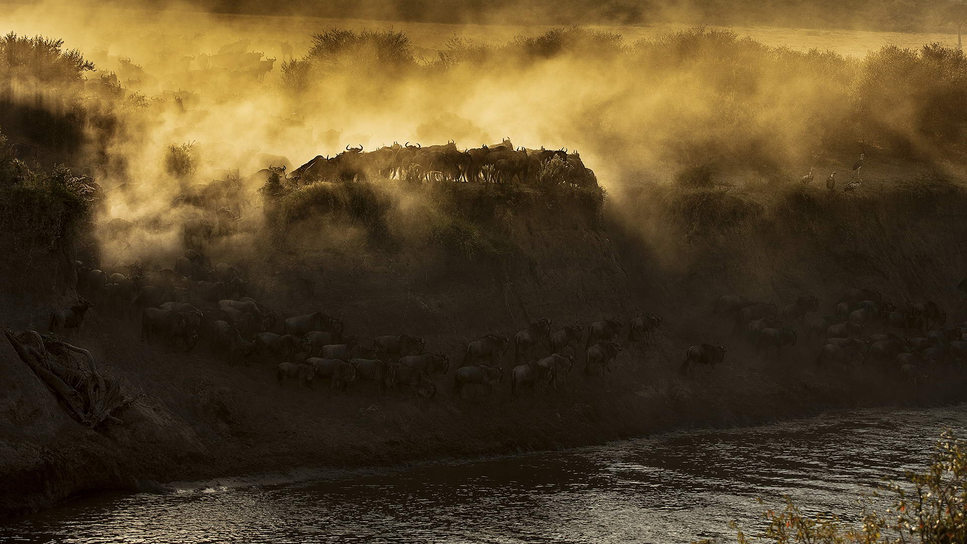 A group of wildebeest stands at the edge of water.