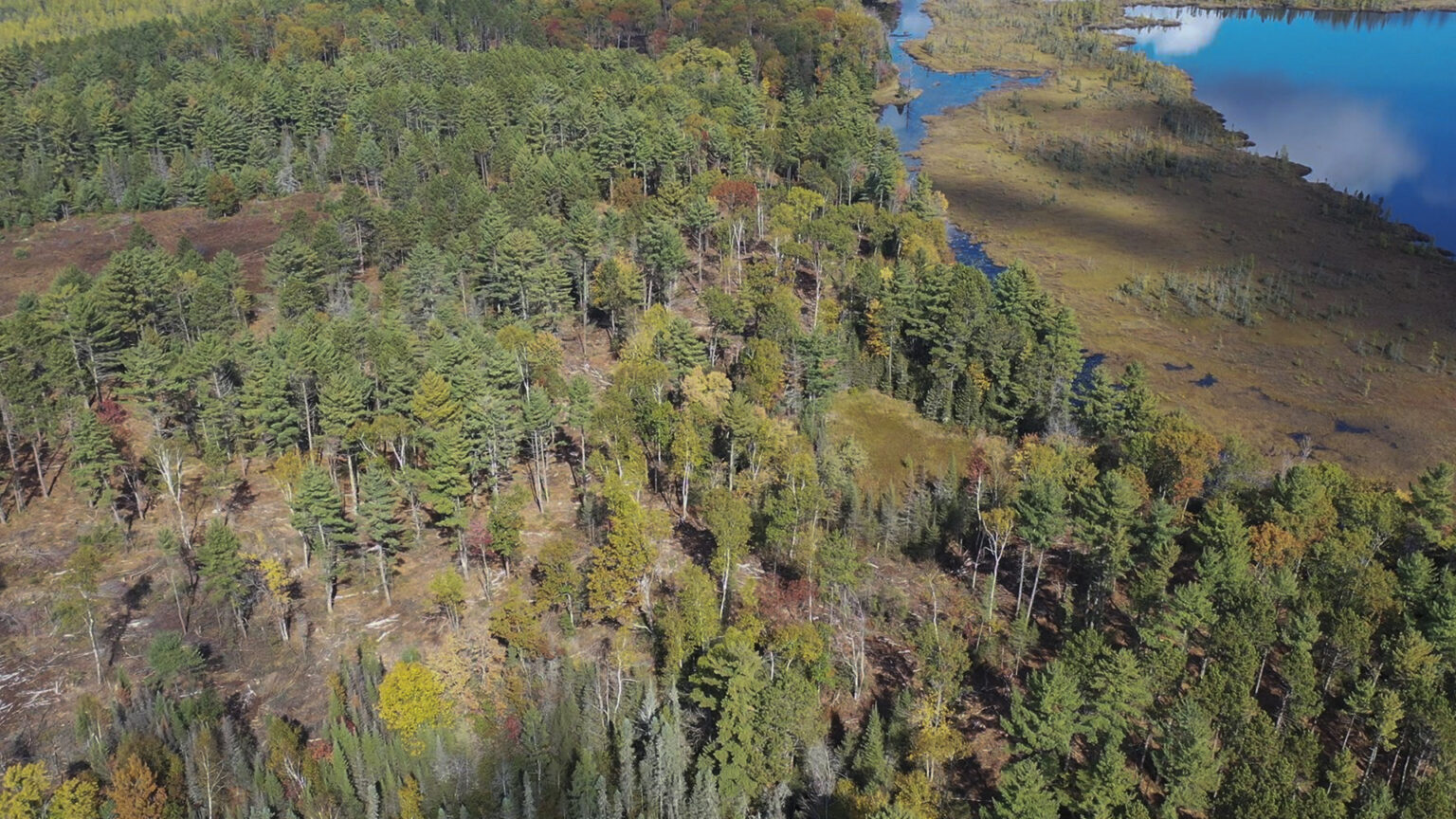 An aerial photo shows a forest of primarily coniferous trees standing next to wetlands and open water that reflects the sky and clouds.