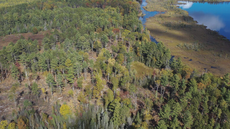 An aerial photo shows a forest of primarily coniferous trees standing next to wetlands and open water that reflects the sky and clouds.