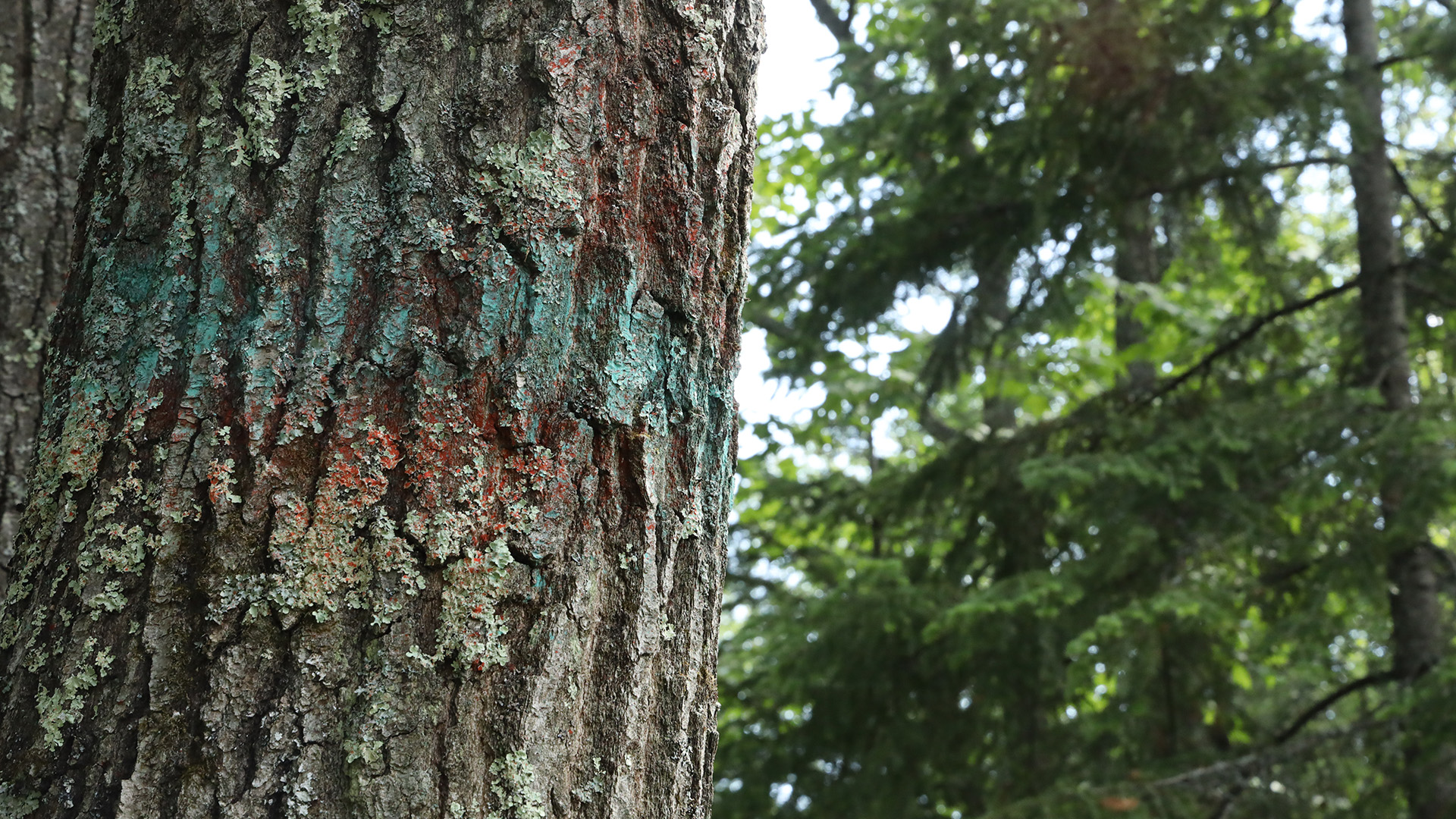 Faint green and orange paint markings cross the uneven bark of a tree trunk, with other trees in the background.