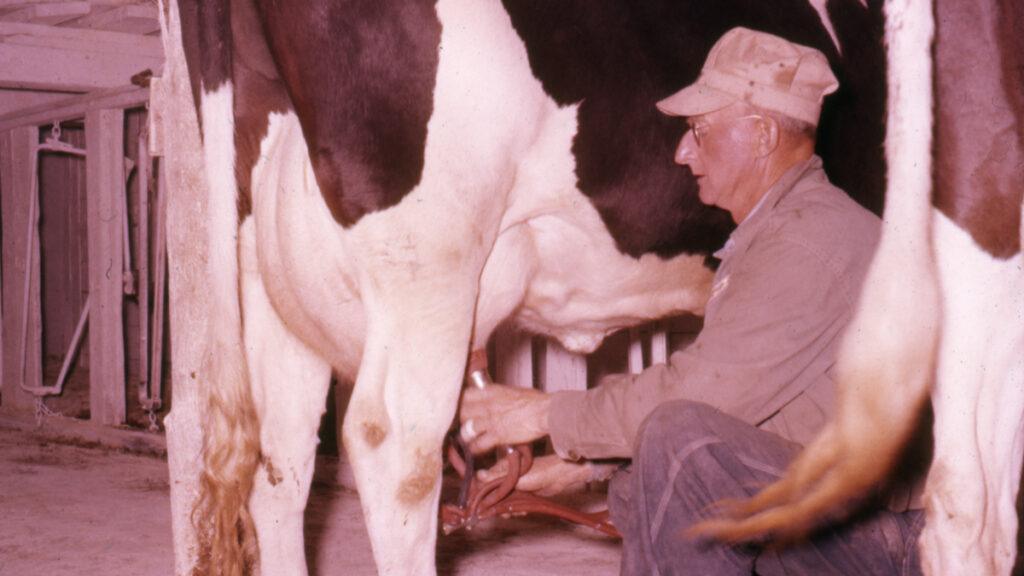Retro image of an old farmer milking his cow by hand