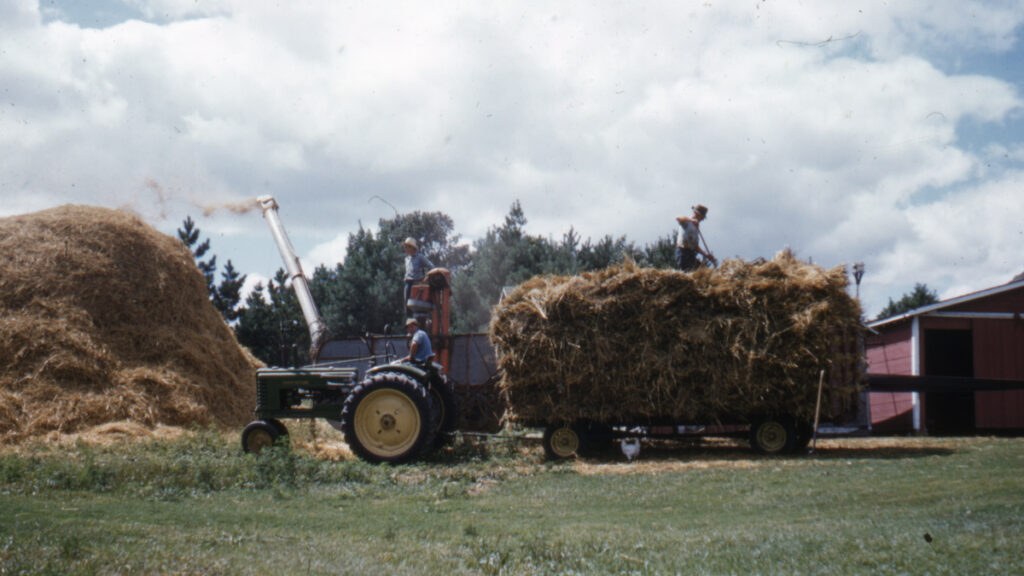 A vintage photo of large tractor equipment threshing, or harvesting, grain.