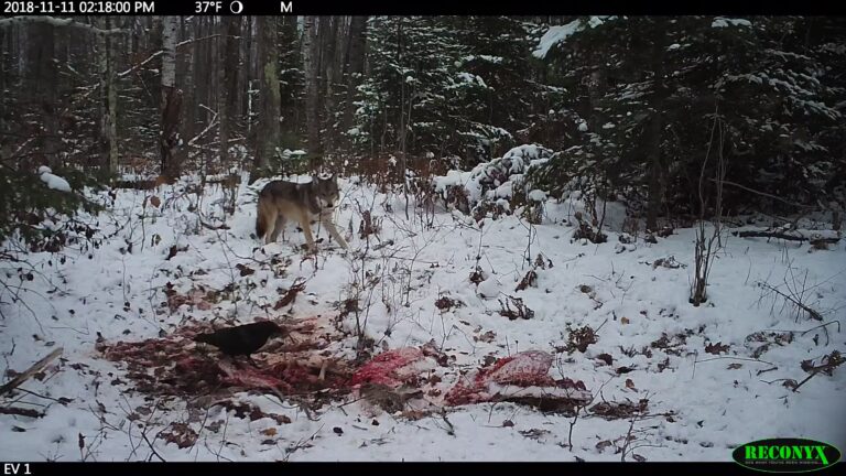 A wolf walks in a snow-covered clearing toward the remains of a prey animal carcass where a corvid is scavenging, with conifers and birch trees in the background.