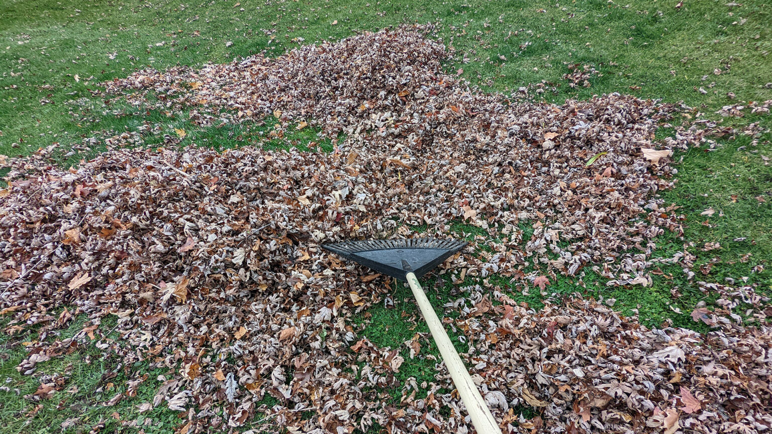 A wooden-handled rake sits on a lawn atop several small piles of dead leaves.