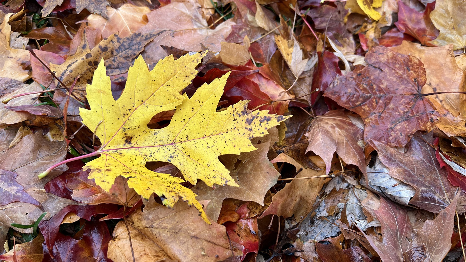 One yellow fallen leaf sits atop a pile of other leaves of varying colors.