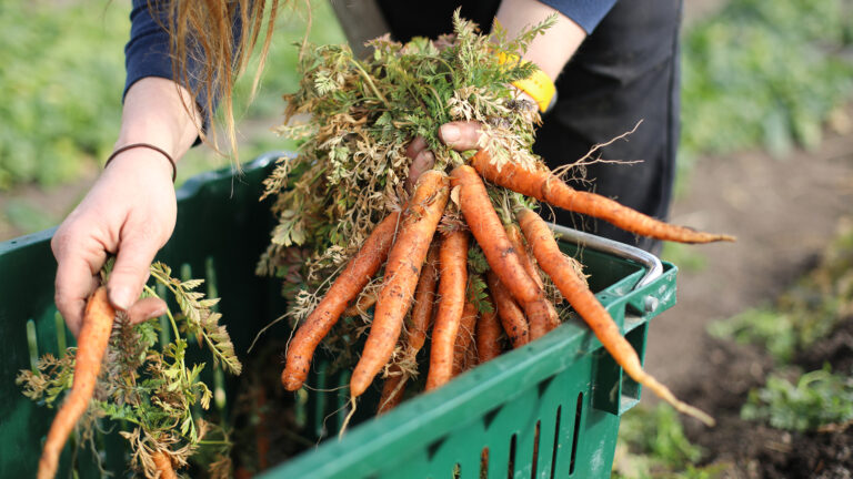 A farm worker places bunches of carrots inside a plastic crate with metal handles, with rows of carrots growing in the background.