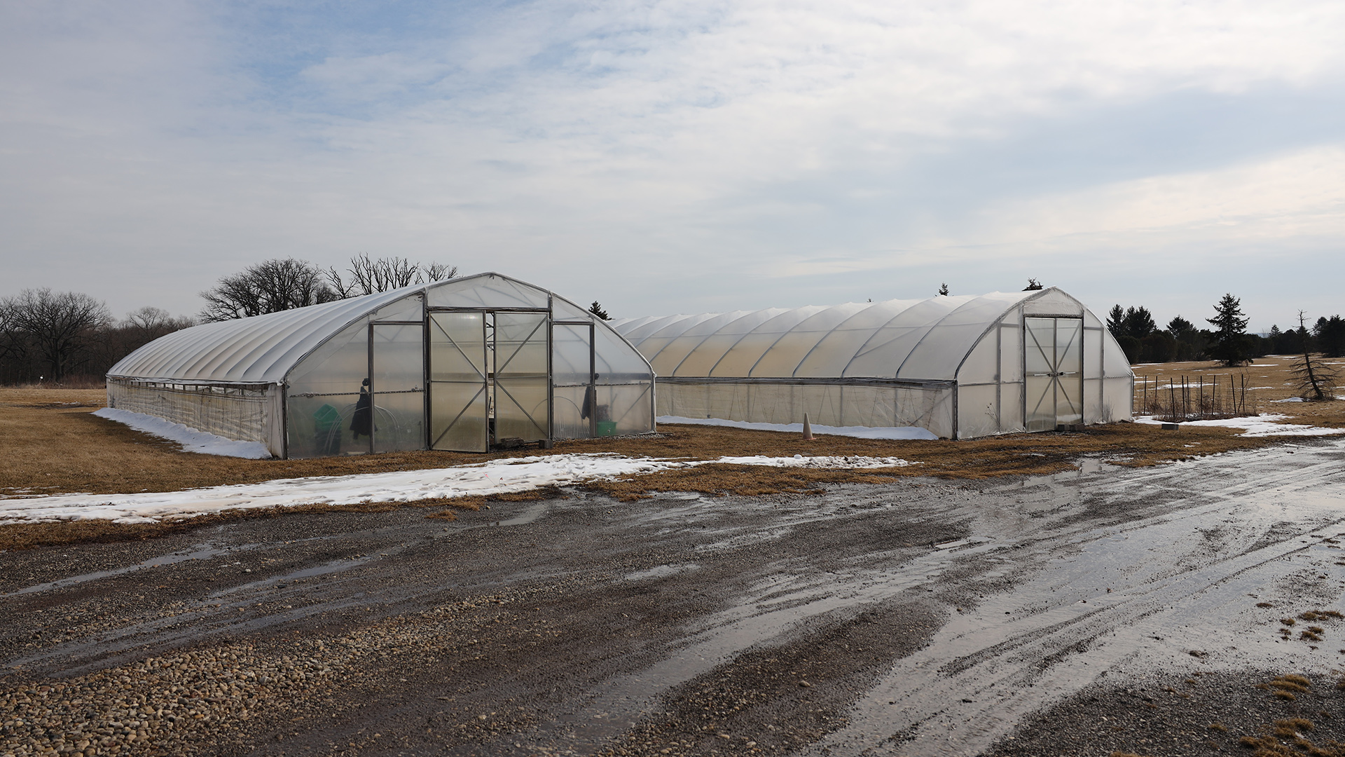Two hoop houses constructed with wood-and-metal frames and plastic walls and rooves stand in a field with patches of of snow, with a wet gravel road in the foreground and trees in the background.