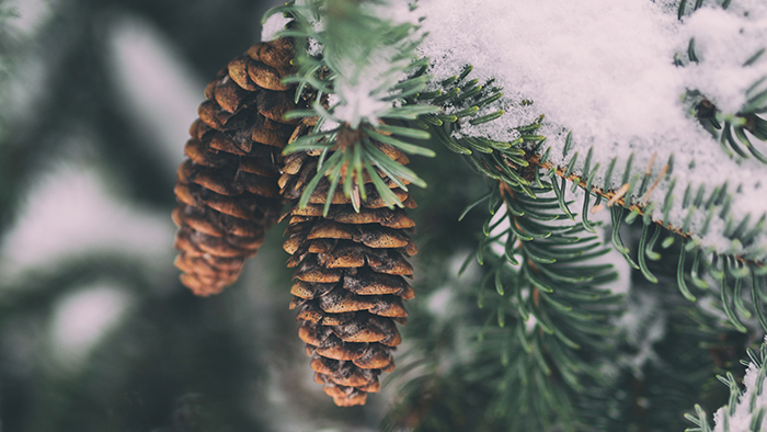 Pine cones on a pine tree branch with a light dusting of snow.