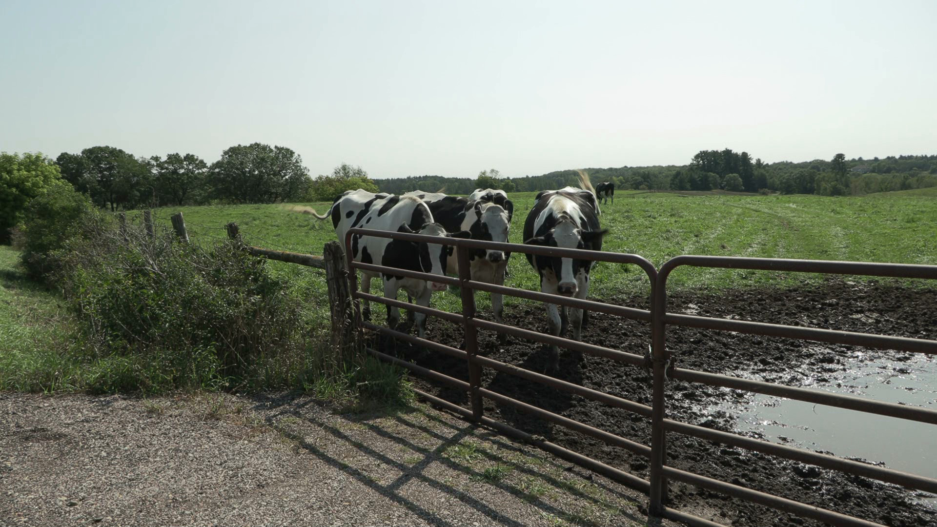 Three cows stand on the edge of a patch of mud and behind fencing, with pasture and woodland in the background.
