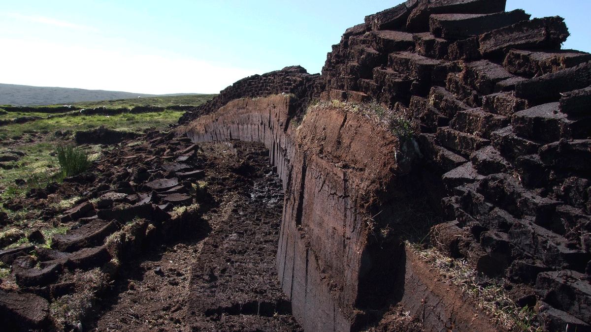 A photo of a peat bog being harvested into piles of drying peat bricks.