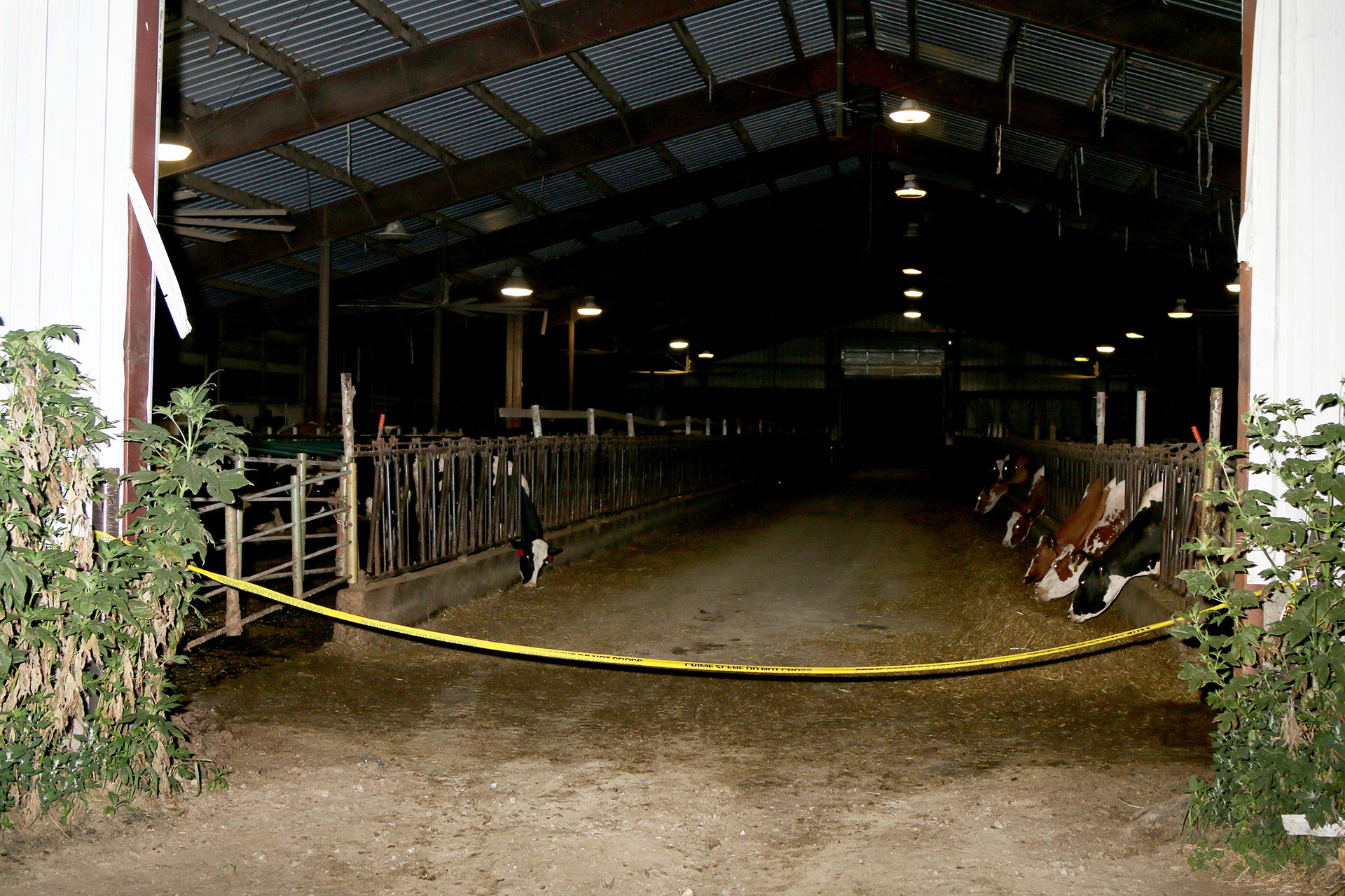 A barricade tape is draped across the vehicle-sized entrance to a dairy barn, with cows feeding in stalls on either side of the lane.