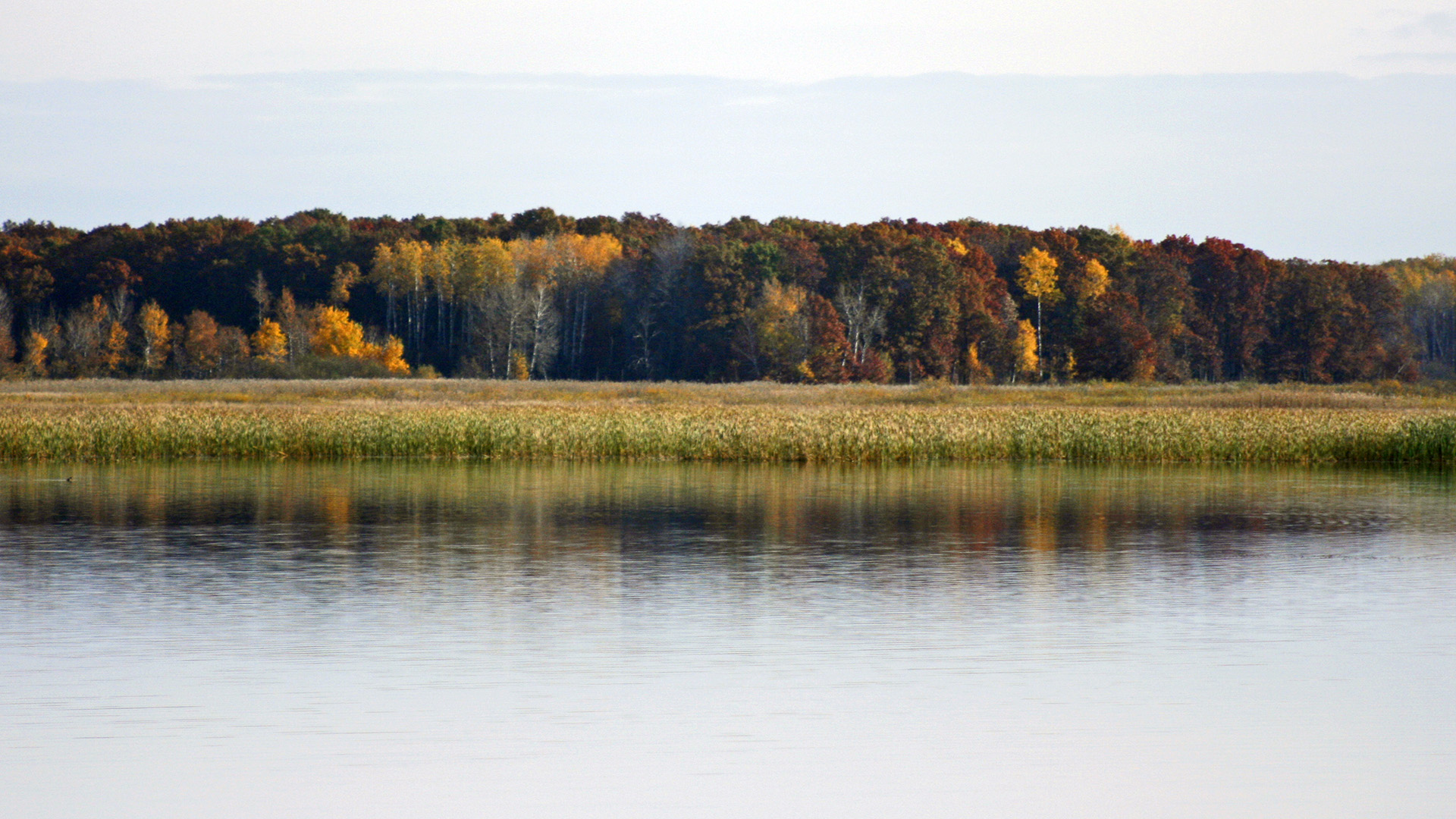 Calm waters on a lake reflect reeds and trees with leaves changing color that stand on its far shore.