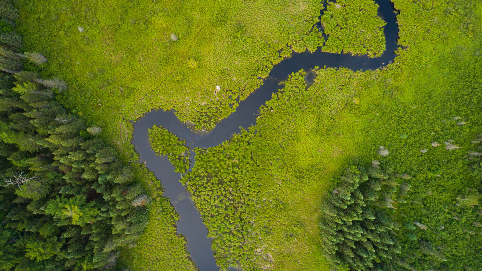 An aerial photo shows a stream course through wetlands, with conifer forests on either side.