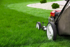 Let's Grow Stuff: Replace your lawn with something better, a beginner's ...