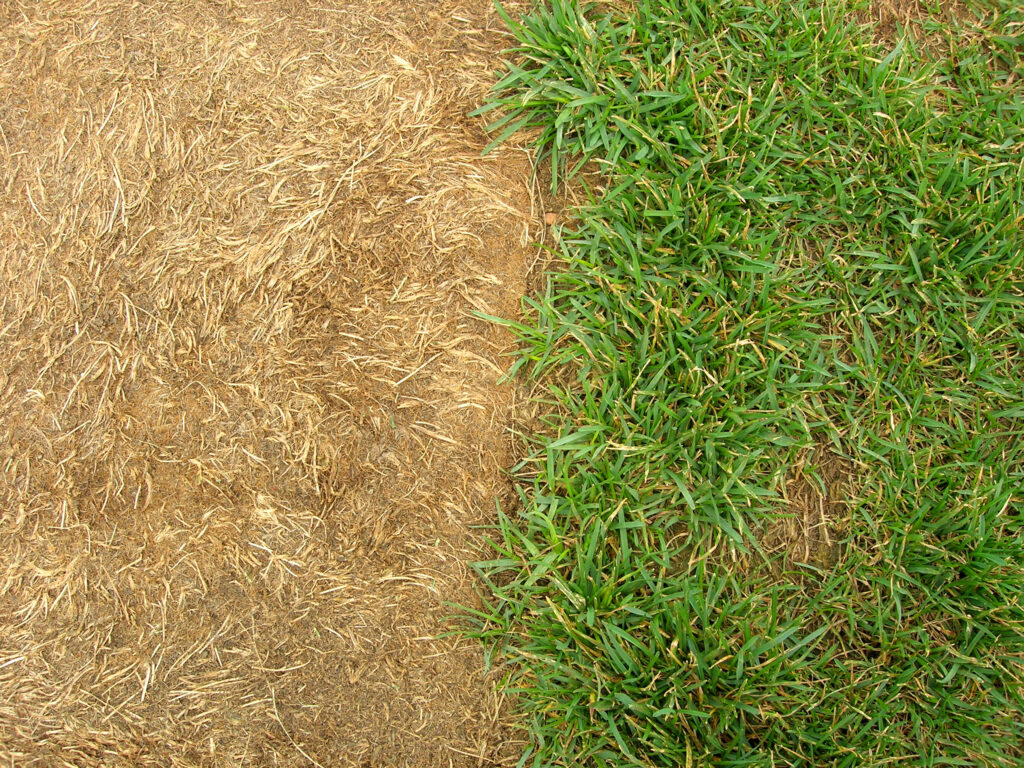 Dead Turf Let's Grow Stuff: Replace your lawn with something better, a beginner's ...