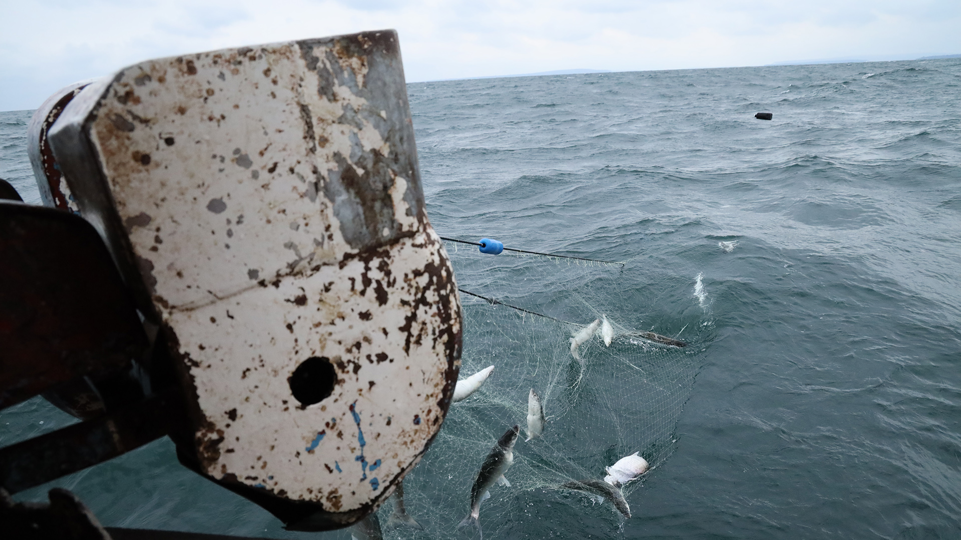 Fisheries staff to monitor commercial gill net operations