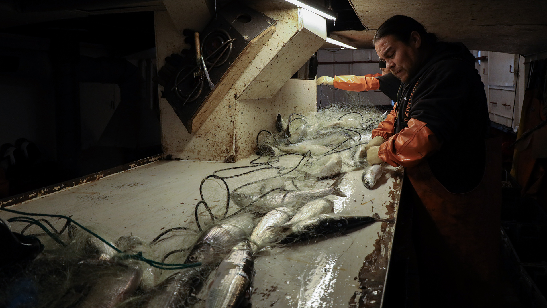 Leland LaPointe stands at the side of a long table inside a fishing boat and pulls fish from nets.