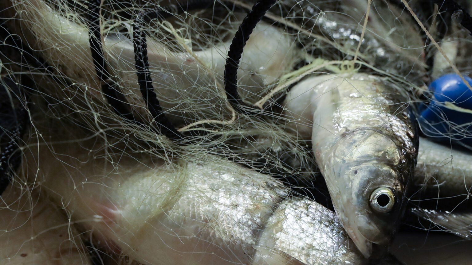 Multiple fish in a net sit atop a table.