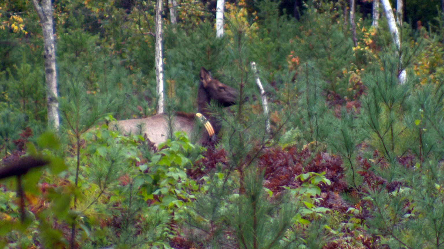 An elk wearing a tracking collar stands in undergrowth in woods with birch and pine trees.