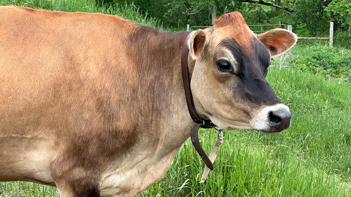 A Jersey cow stands in a pasture