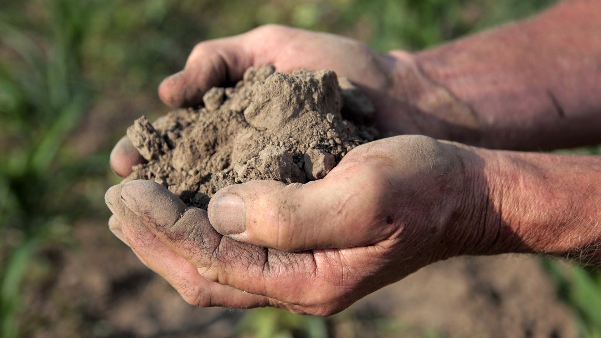 Two hands hold a pile of dry soil above a field with rows of low crops.