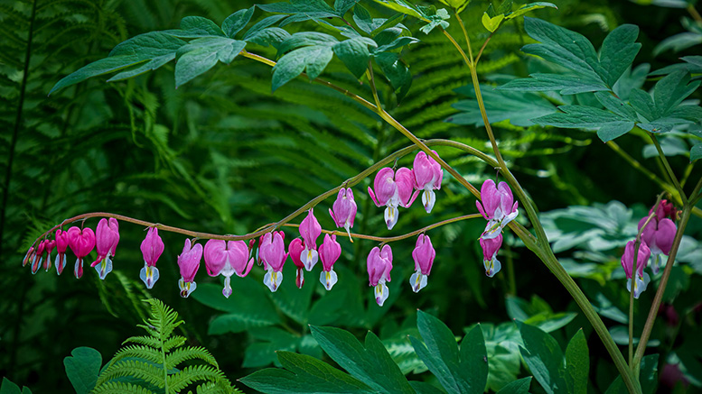 Bleeding Hearts flowers in a group of ferns. 