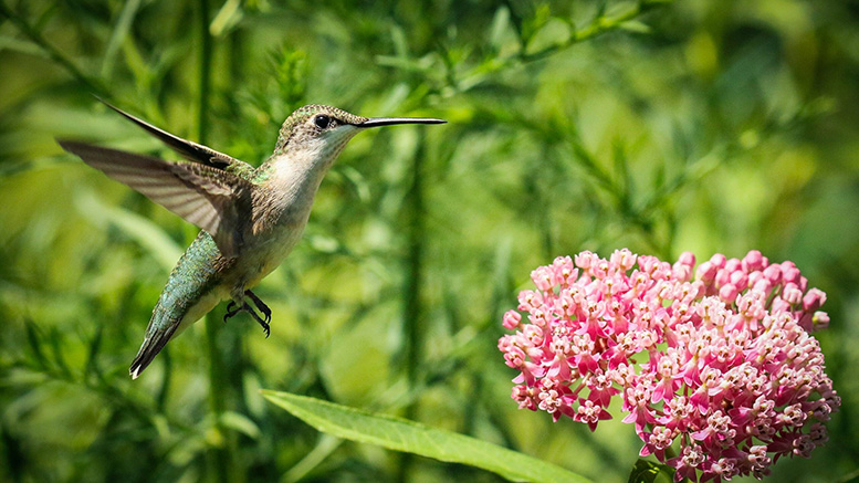 Hummingbird flying in front of a flower. 