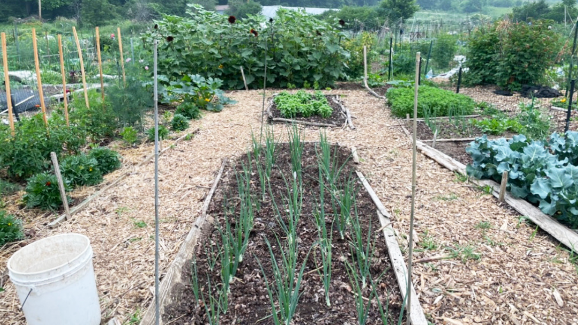 A community garden plot showing new green growth.