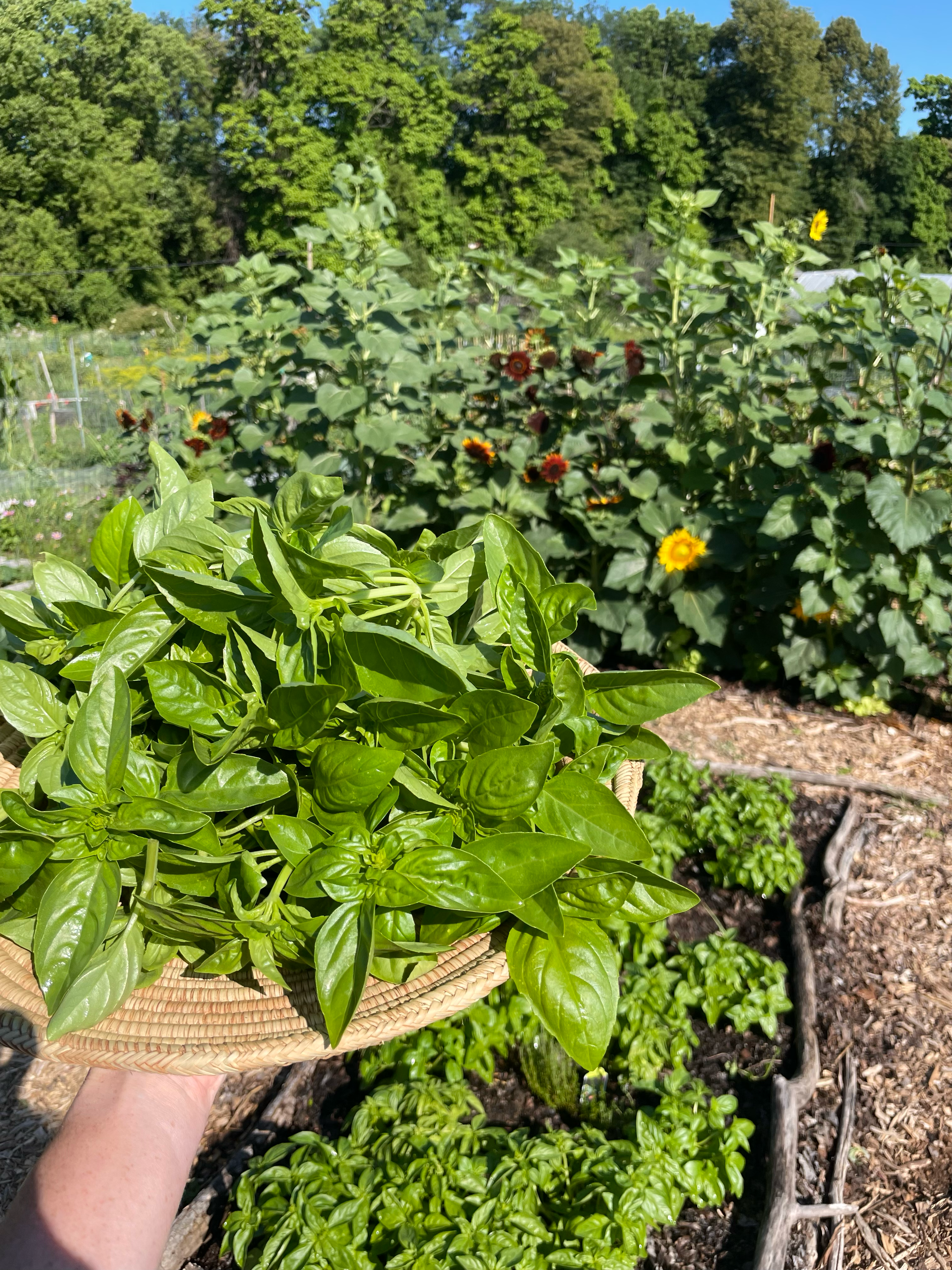 A hat full of harvested basil leaves.