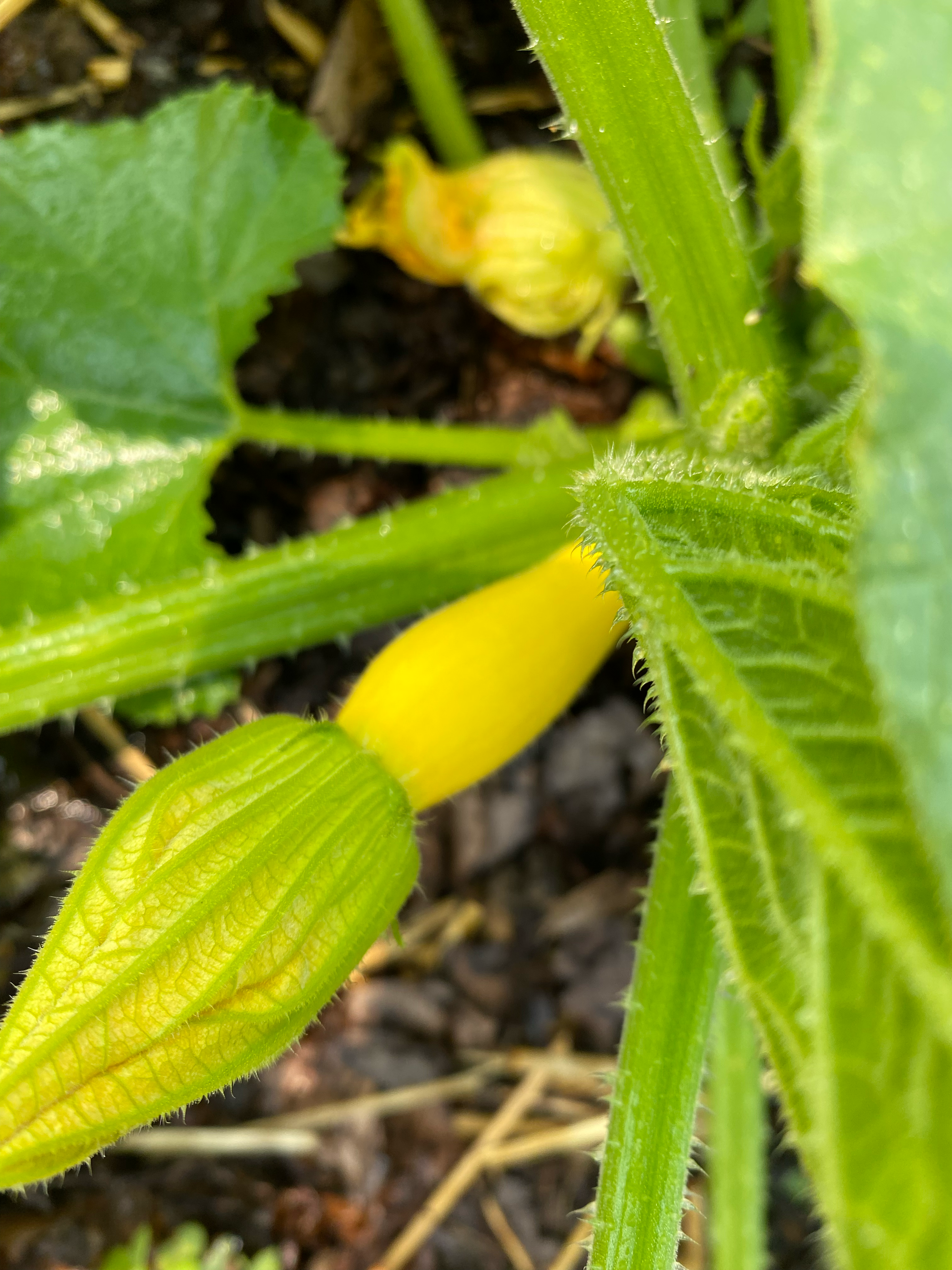 A close-up of a blossom of summer squash.