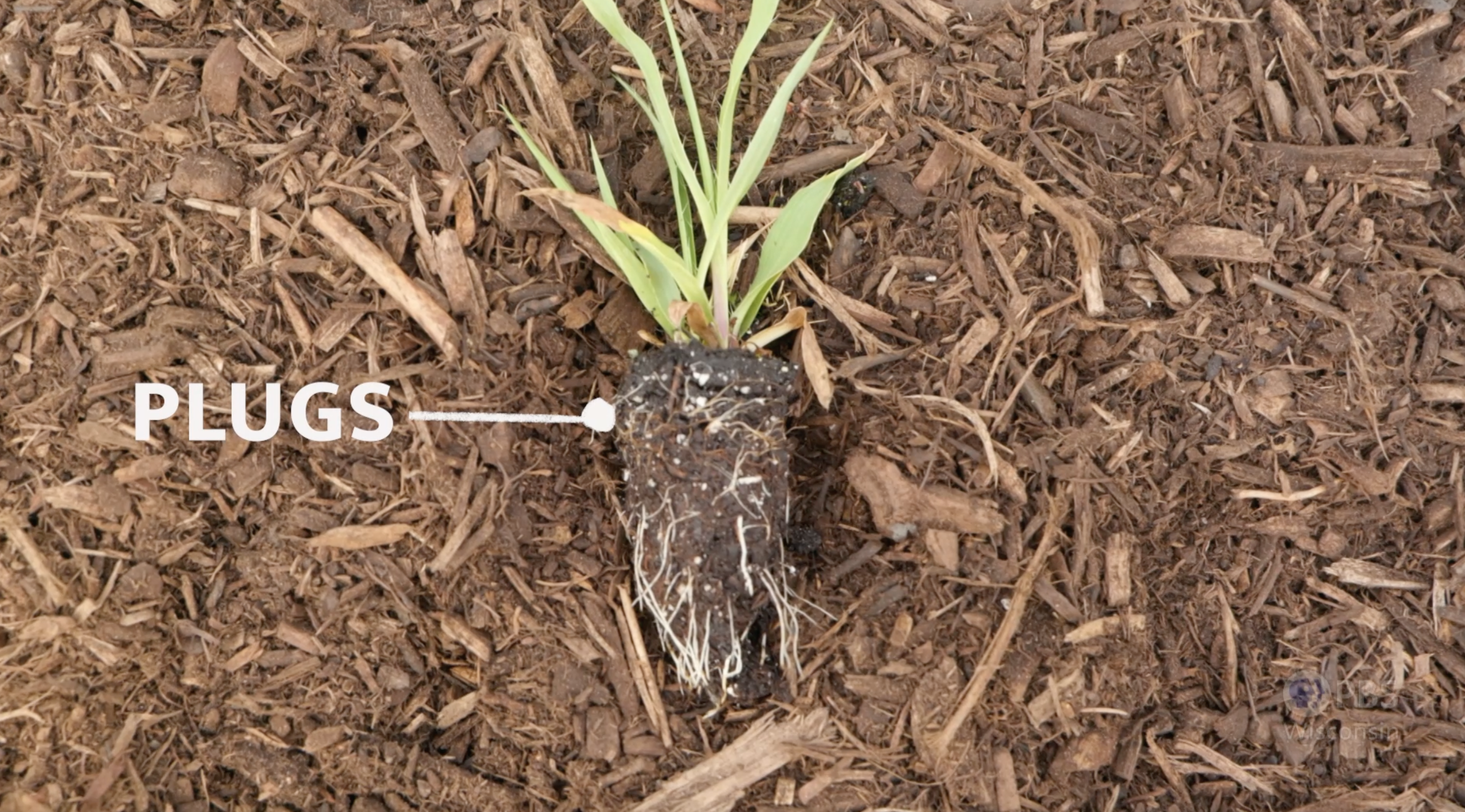 plant seedling in the form of a plug laying on bark mulch