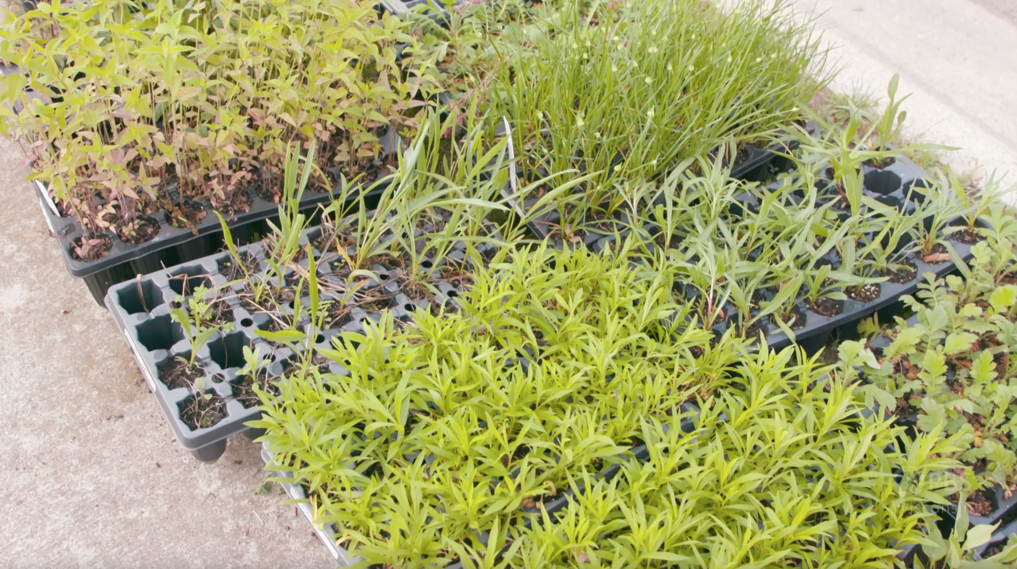 photo of many plants in seedling container