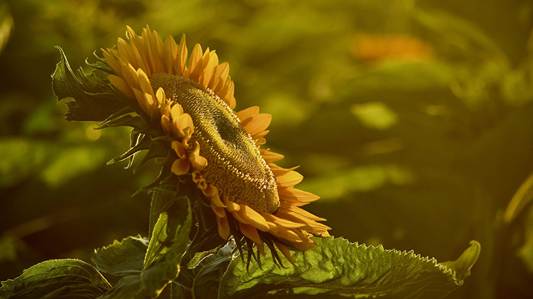 Close up photo of sunflower. 