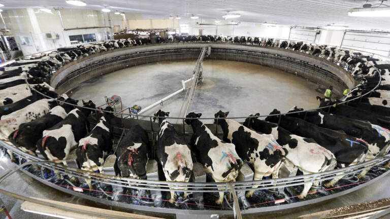 Dozens of cows are arrayed in a circle facing inward on a carousel machine in a large milking parlor with fluorescent lights, a concrete floor and metal roof.
