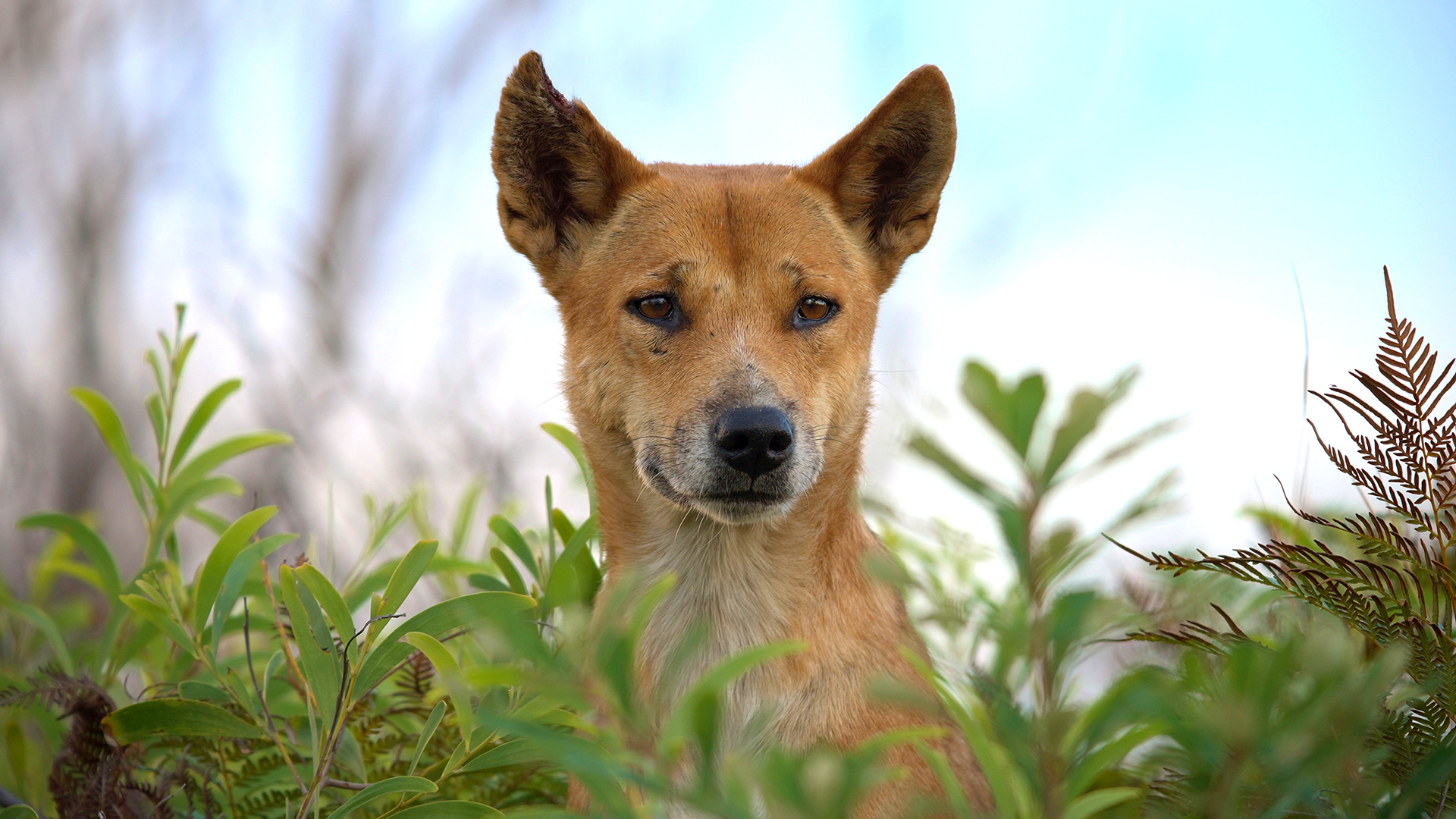 A dingo stares at the camera. It is partially hidden by bushes.