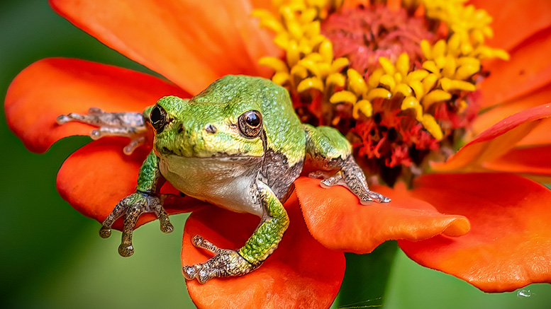 Tree frog sitting on a zinnia flower.