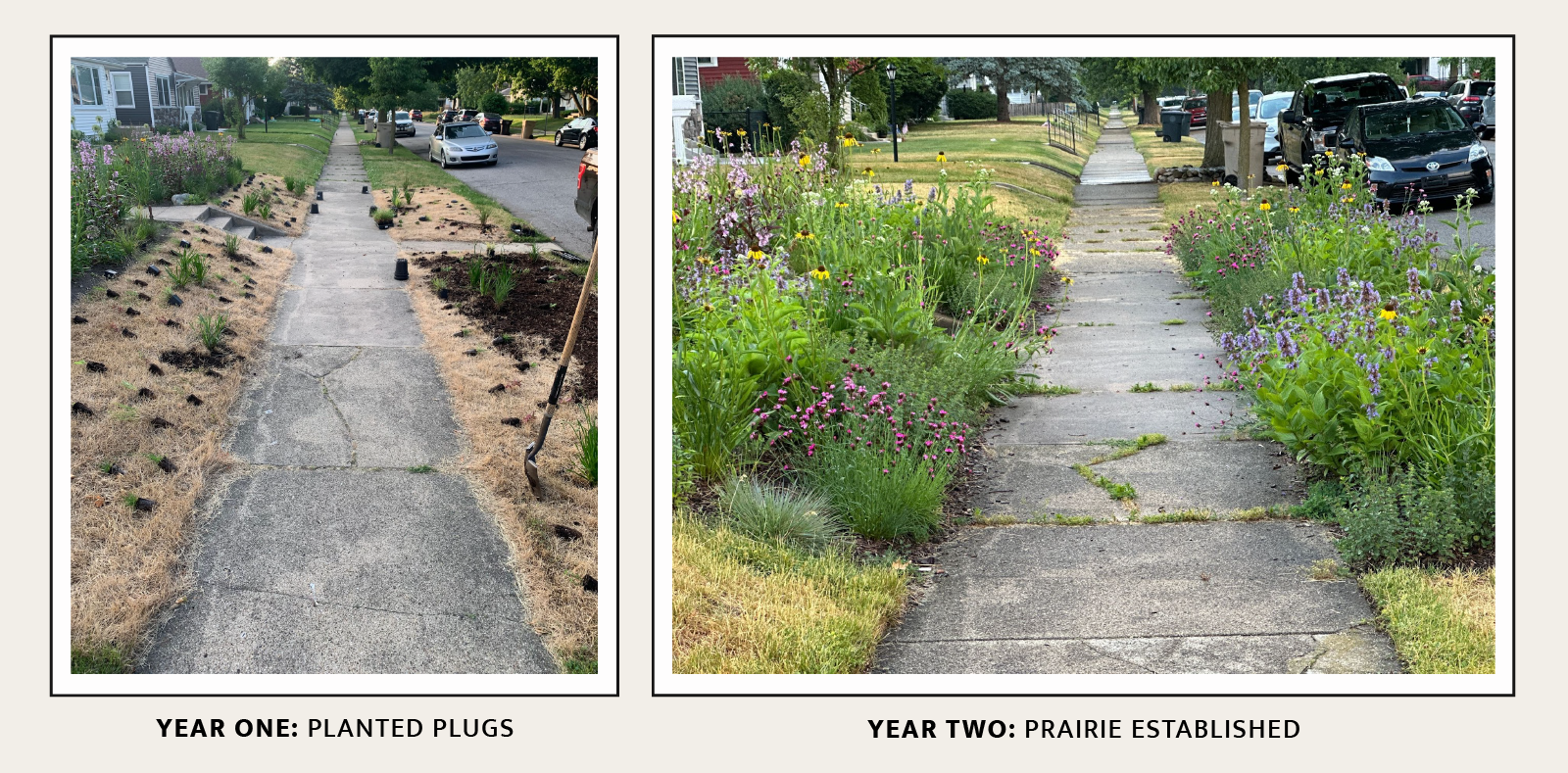 two photos side by side showing a sidewalk and plant growth over time. 