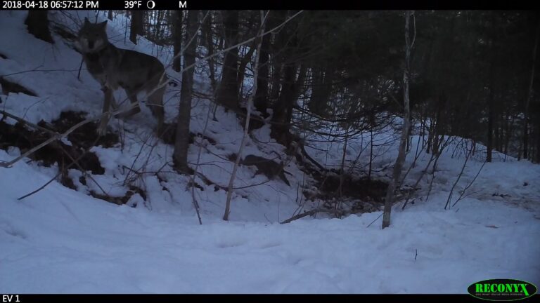 A wolf and multiple pups walk through a snow covered hillside in a wooded area.