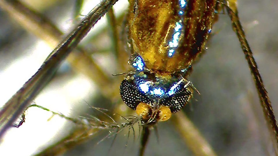 A closeup photo of a mosquito shows its head, including compound eyes and mouthparts, the top of its thorax and two legs.