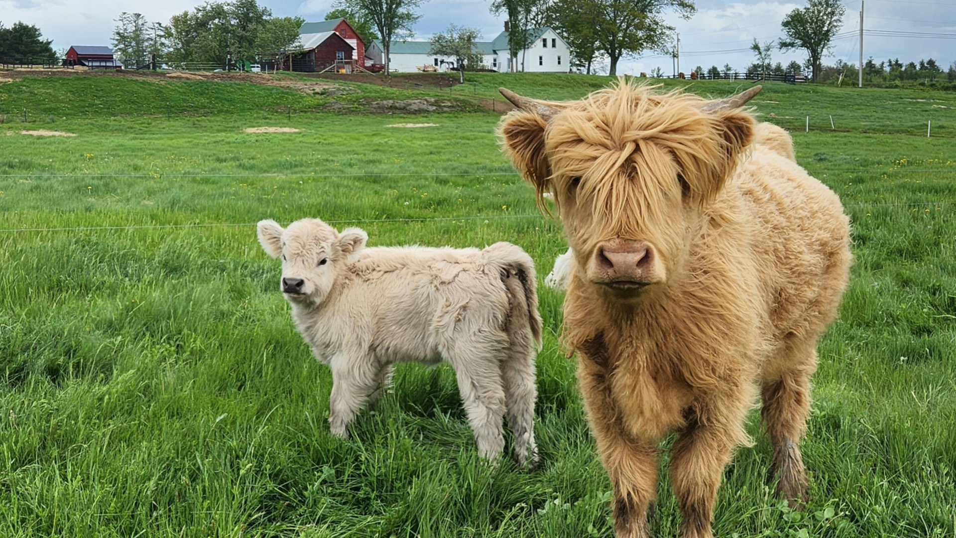 A mother and baby Highland cattle.