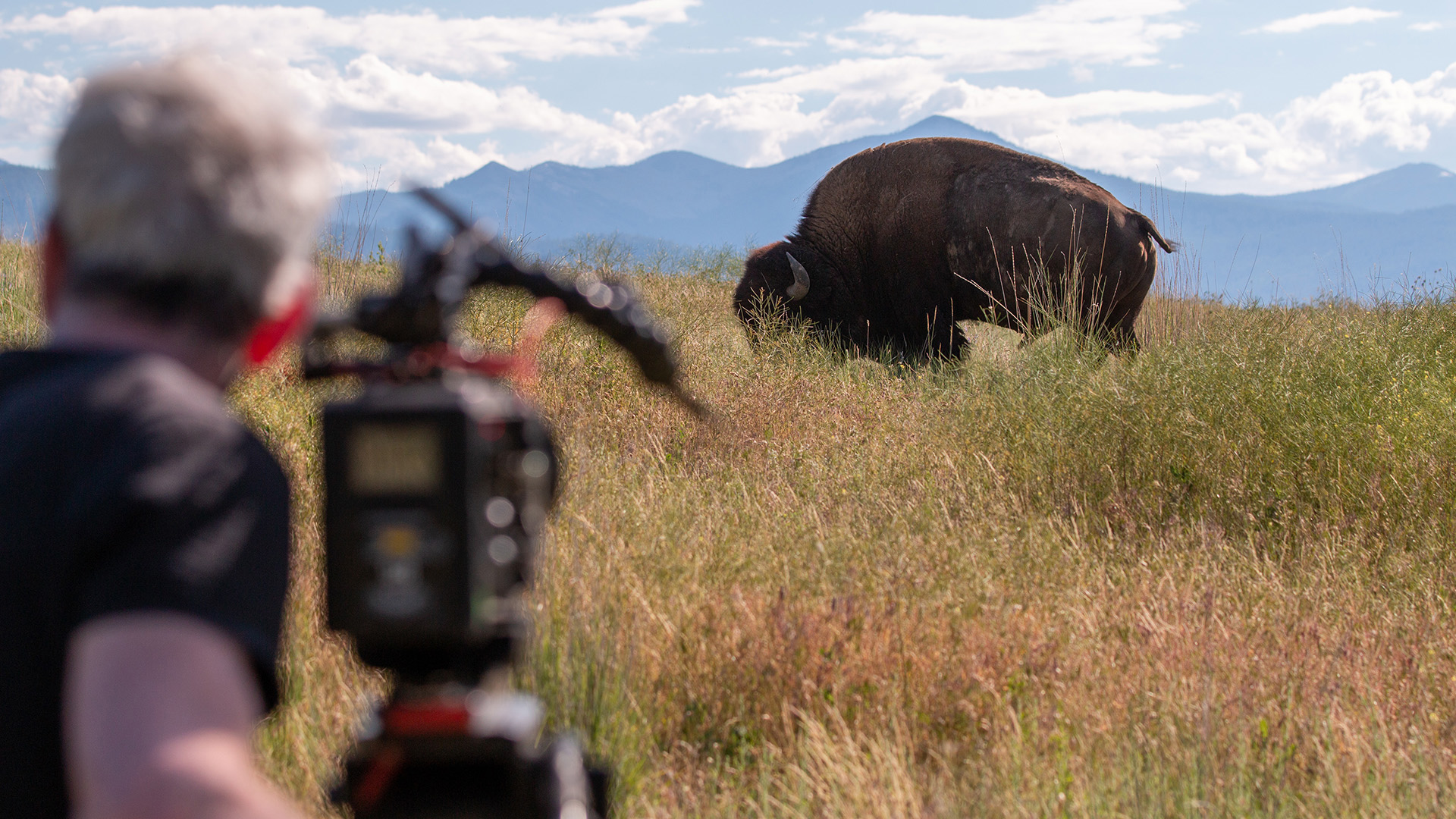 A videographer films a buffalo in the distance.