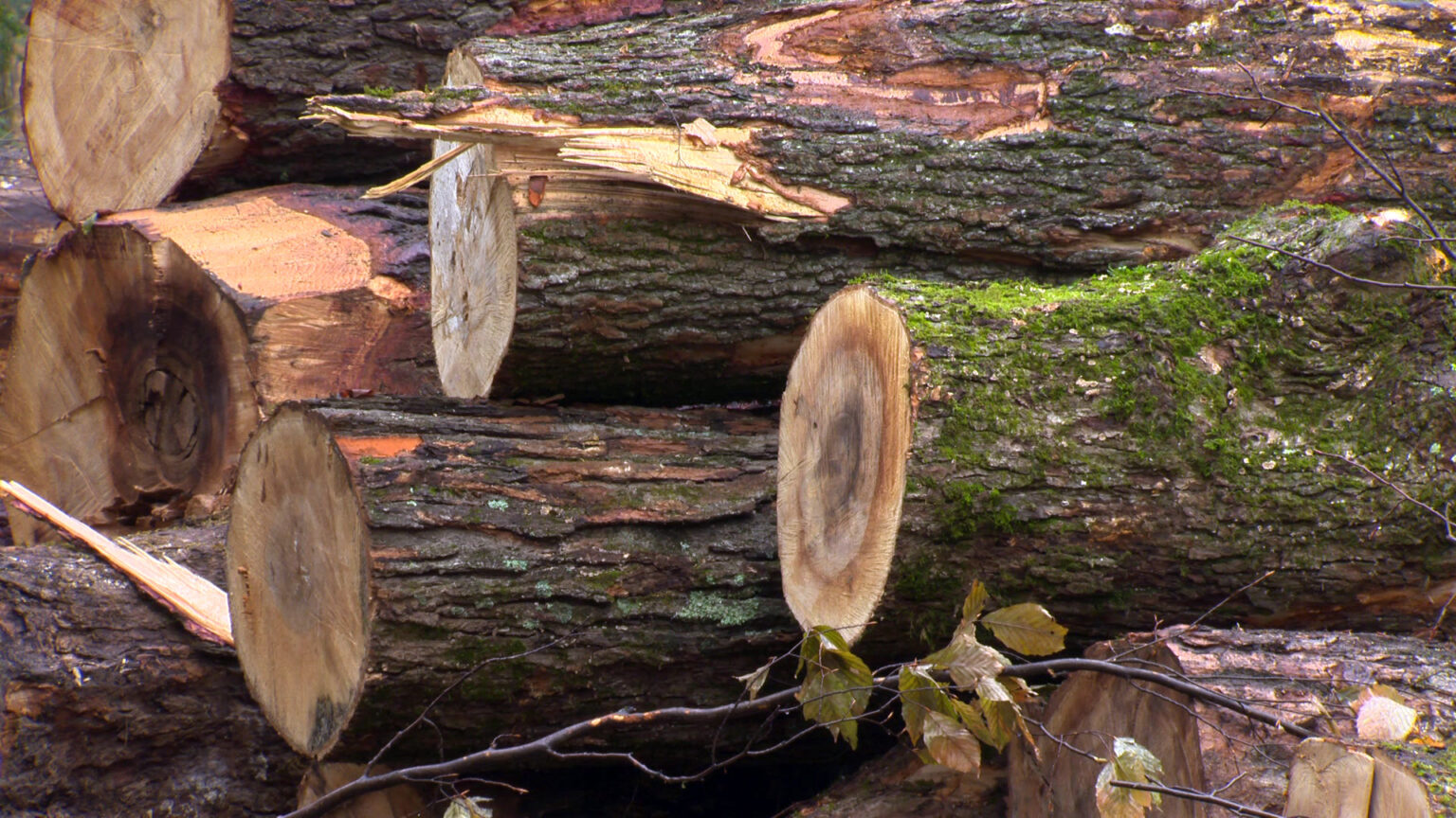 Multiple logs of tree trunks with moss growing in their bark are piled in a stack.