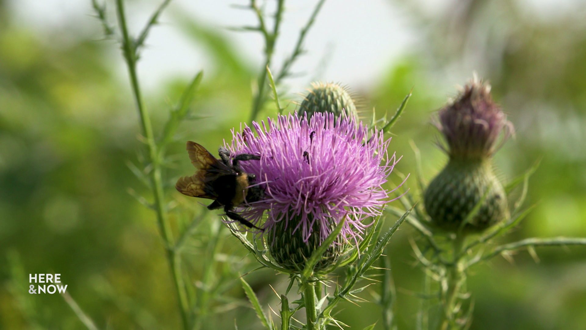 A bee collects pollen from the flower of a thistle, with other flowers in the background.