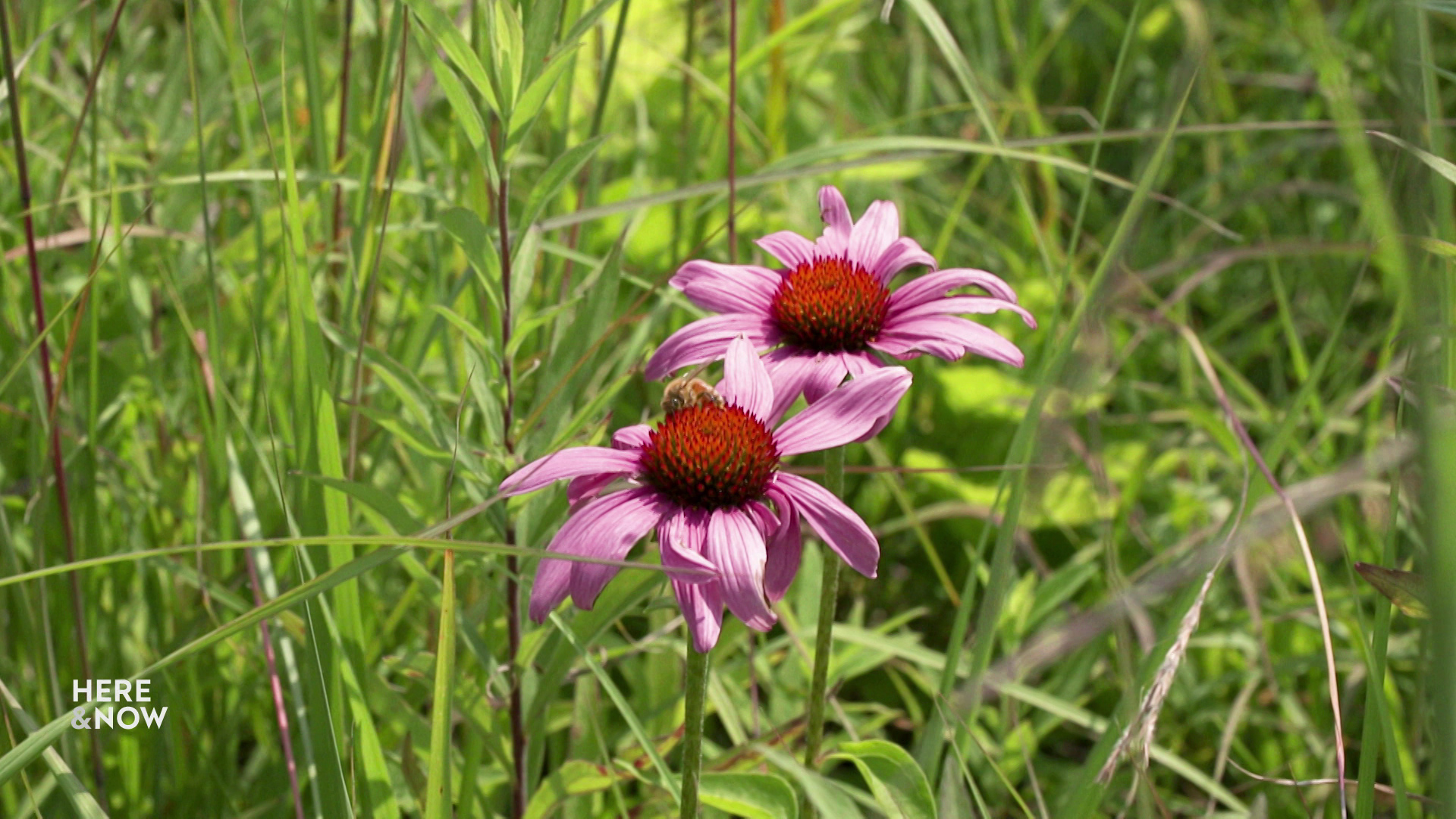 The flowers of two purple coneflower plants stand out among grasses in a prairie habitat.