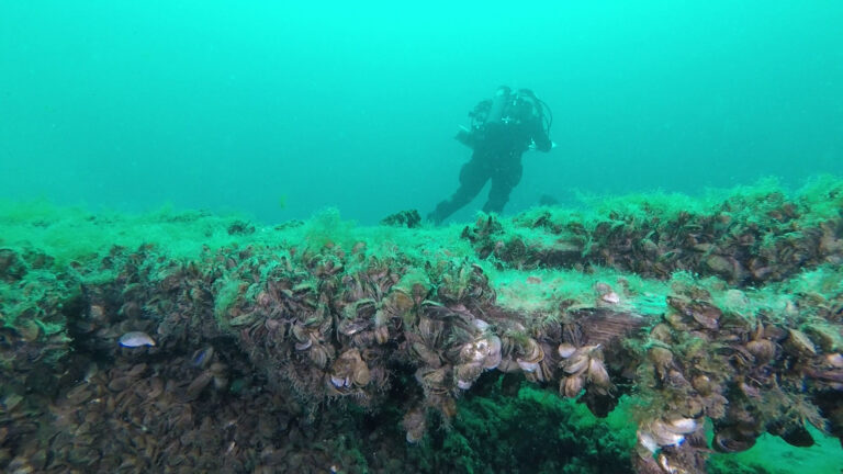 A scuba diver swims near a shipwreck, with its wood surface covered with quagga mussels and other forms of underwater life.
