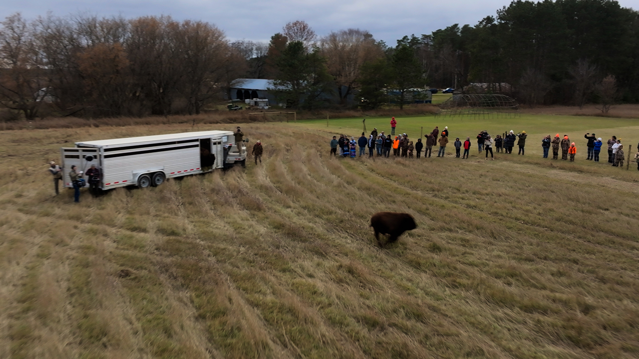 Hundreds of Buffalo Return Home to Indigenous Communities