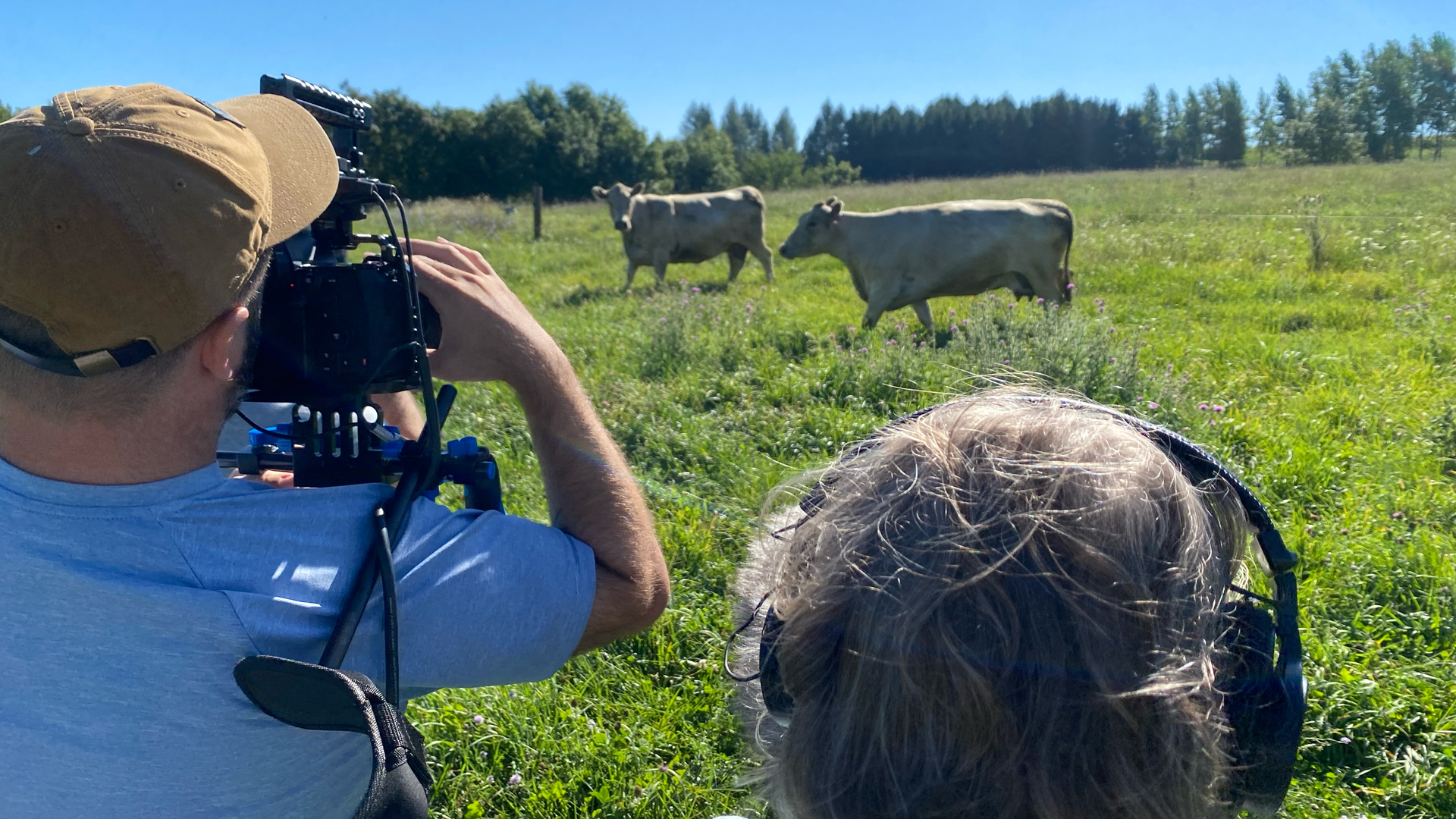 A camera and sound person capture footage of cows in a field
