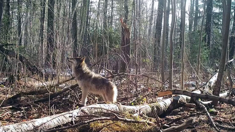 A wolf looks upwards while standing behind a fallen tree trunk in a wooded area in later winter.